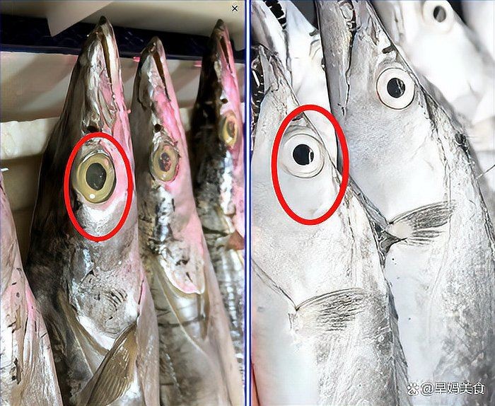 馬來西亞帶魚300_500【馬來西亞帶魚300-500】 馬來西亞帶魚300_500【馬來西亞帶魚300-500】 龍魚百科 第2張