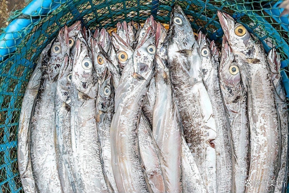 馬來西亞帶魚300_500【馬來西亞帶魚300-500】 馬來西亞帶魚300_500【馬來西亞帶魚300-500】 龍魚百科 第1張