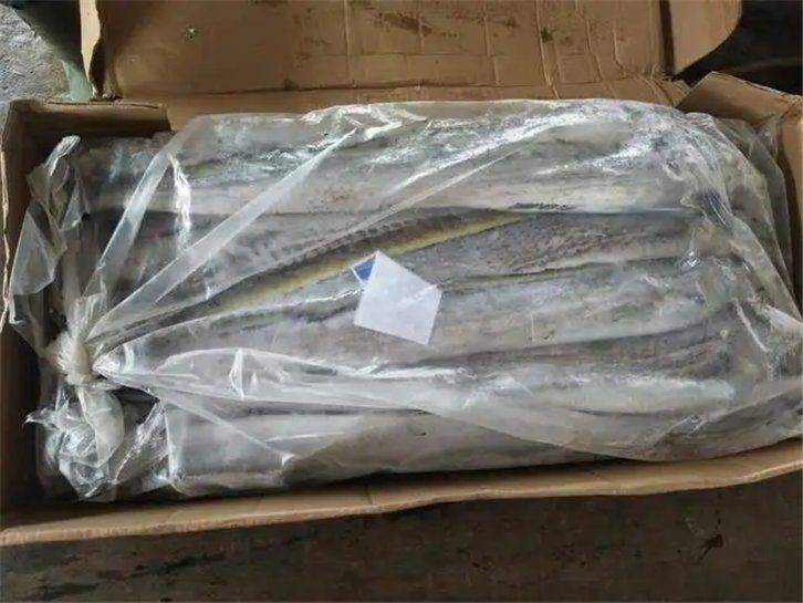 馬來西亞帶魚300_500【馬來西亞帶魚300-500】 馬來西亞帶魚300_500【馬來西亞帶魚300-500】 龍魚百科 第3張