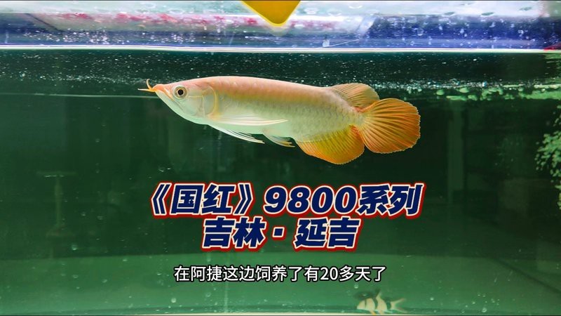 如何選擇信譽(yù)良好的大湖紅龍商家？【大湖紅龍?jiān)趺礃印? title=
