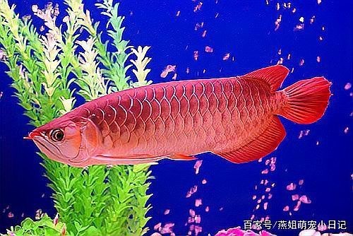 龍魚爛尾手術(shù)的成功率有多高？【龍魚爛尾手術(shù)成功率高嗎？】