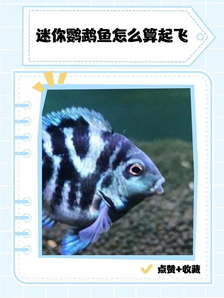 迷你鸚鵡魚崽起飛后養不活【迷你鸚鵡小魚起飛前全死了，原因有哪些觀物鑒】