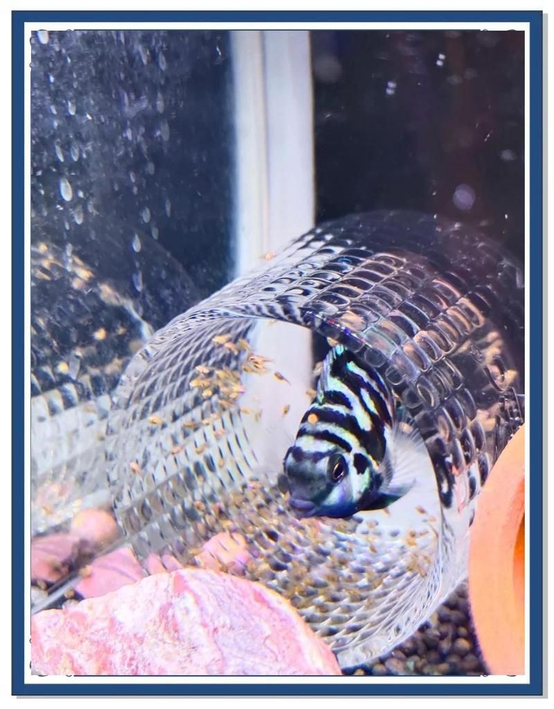 迷你鸚鵡魚崽起飛后養不活【迷你鸚鵡小魚起飛前全死了，原因有哪些觀物鑒】