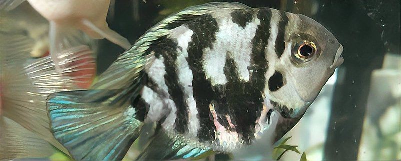 迷你鸚鵡魚(yú)崽起飛后養(yǎng)不活【迷你鸚鵡小魚(yú)起飛前全死了，原因有哪些觀物鑒】