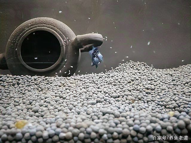 迷你鸚鵡魚(yú)崽起飛后養(yǎng)不活【迷你鸚鵡小魚(yú)起飛前全死了，原因有哪些觀物鑒】