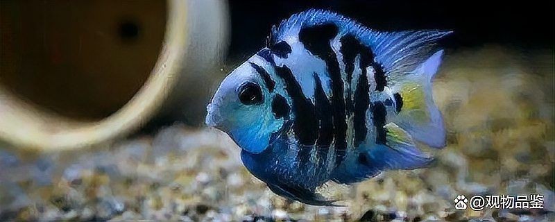 迷你鸚鵡魚(yú)崽起飛后養(yǎng)不活【迷你鸚鵡小魚(yú)起飛前全死了，原因有哪些觀物鑒】