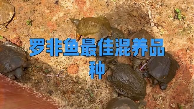 羅非魚能和什么魚混養【保姆羅非魚混養最佳搭配暮小南羅非魚和鯽魚能一起養嗎】