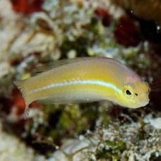 黃陵龍魚店【咸陽黃陵龍魚店】 黃陵龍魚店【咸陽黃陵龍魚店】 全國水族館企業(yè)名錄 第2張