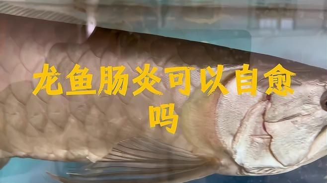 龍魚腸炎能不能自愈【纖姿周五,魚得了腸炎會自愈嗎】