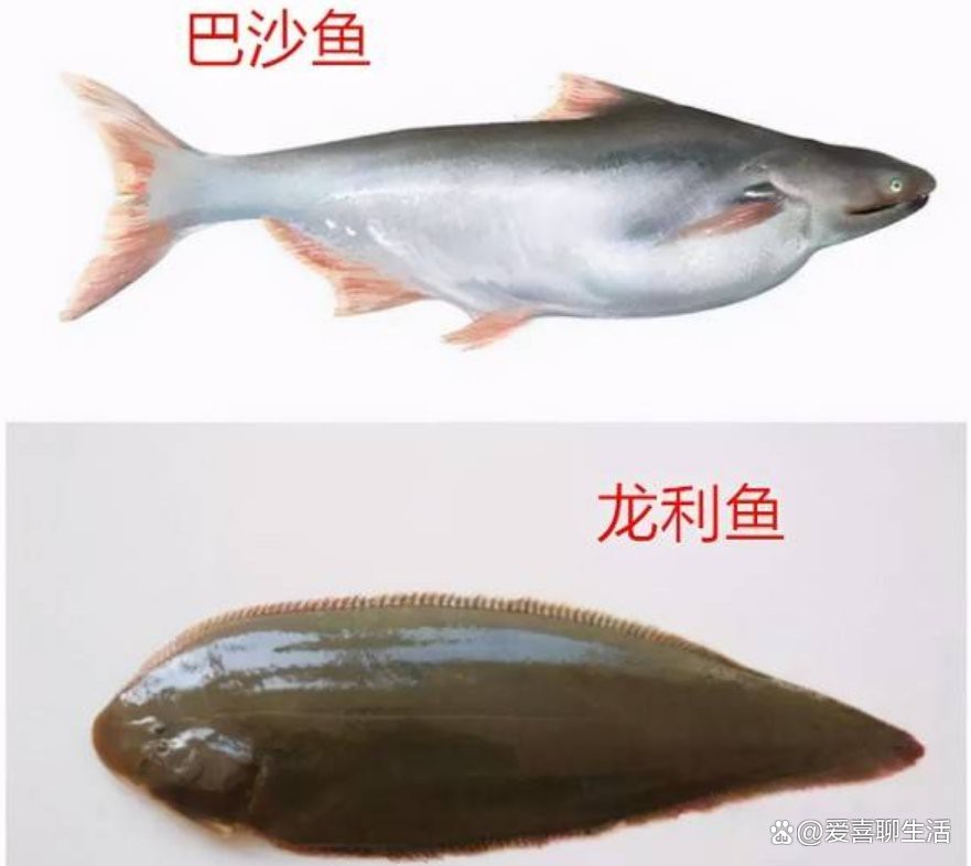 如何區(qū)分深海龍魚(yú)和龍利魚(yú)？【極其容易買(mǎi)錯(cuò)的2種魚(yú),這種營(yíng)養(yǎng)少,還偷偷混淆賣(mài)高價(jià)!】 如何區(qū)分深海龍魚(yú)和龍利魚(yú)？【極其容易買(mǎi)錯(cuò)的2種魚(yú),這種營(yíng)養(yǎng)少,還偷偷混淆賣(mài)高價(jià)!】 龍魚(yú)百科 第3張