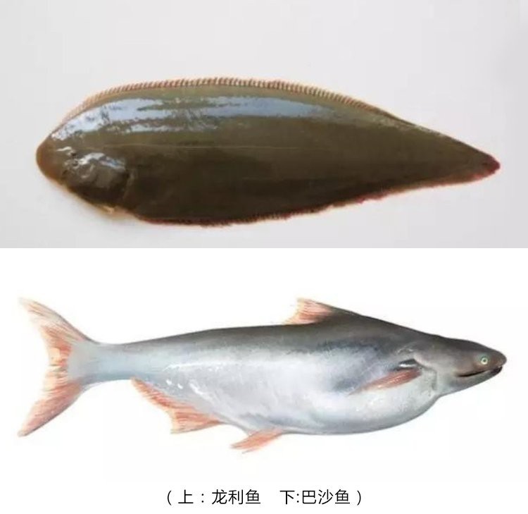 如何區(qū)分深海龍魚(yú)和龍利魚(yú)？【極其容易買(mǎi)錯(cuò)的2種魚(yú),這種營(yíng)養(yǎng)少,還偷偷混淆賣(mài)高價(jià)!】 如何區(qū)分深海龍魚(yú)和龍利魚(yú)？【極其容易買(mǎi)錯(cuò)的2種魚(yú),這種營(yíng)養(yǎng)少,還偷偷混淆賣(mài)高價(jià)!】 龍魚(yú)百科 第5張