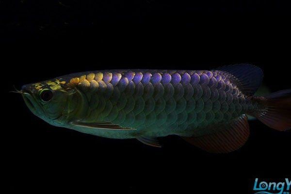 金龍魚資料網(wǎng)【金龍魚資料網(wǎng)是一個專注于金龍魚相關(guān)信息的綜合性平臺】