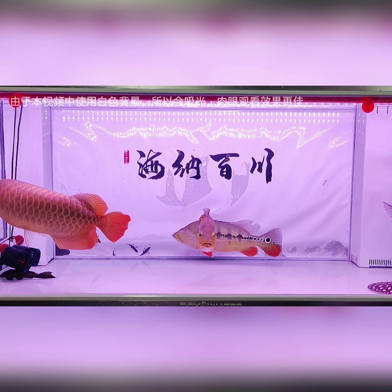 推薦幾款適合過背金龍魚的LED燈【幾款適合過背金龍魚的led燈推薦】