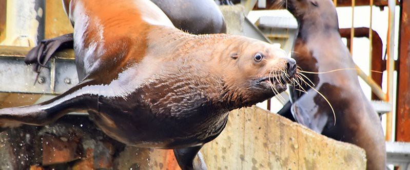 站前水族店【探訪站前水族店】