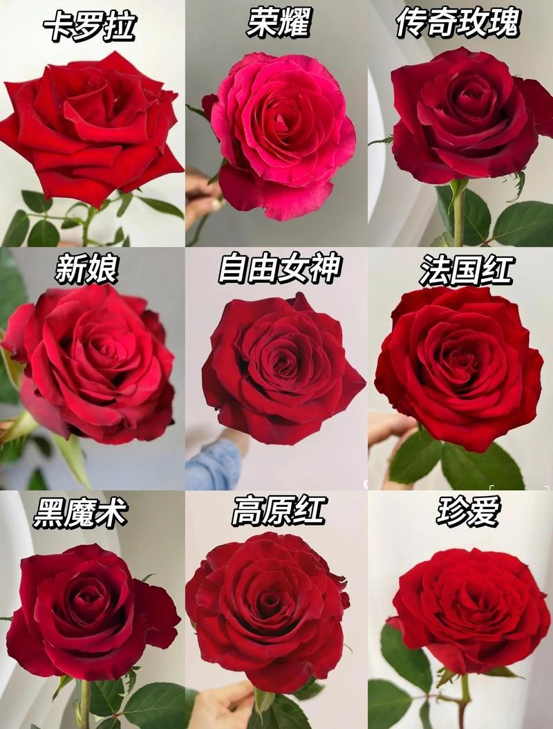 市面上常見的紅玫瑰品種【《市面23%常見紅玫瑰品種摘要》**】