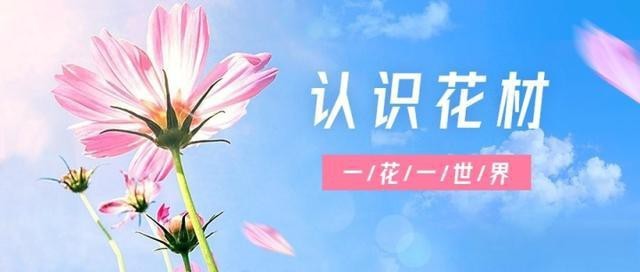 市面上常見的紅玫瑰品種【《市面23%常見紅玫瑰品種摘要》**】