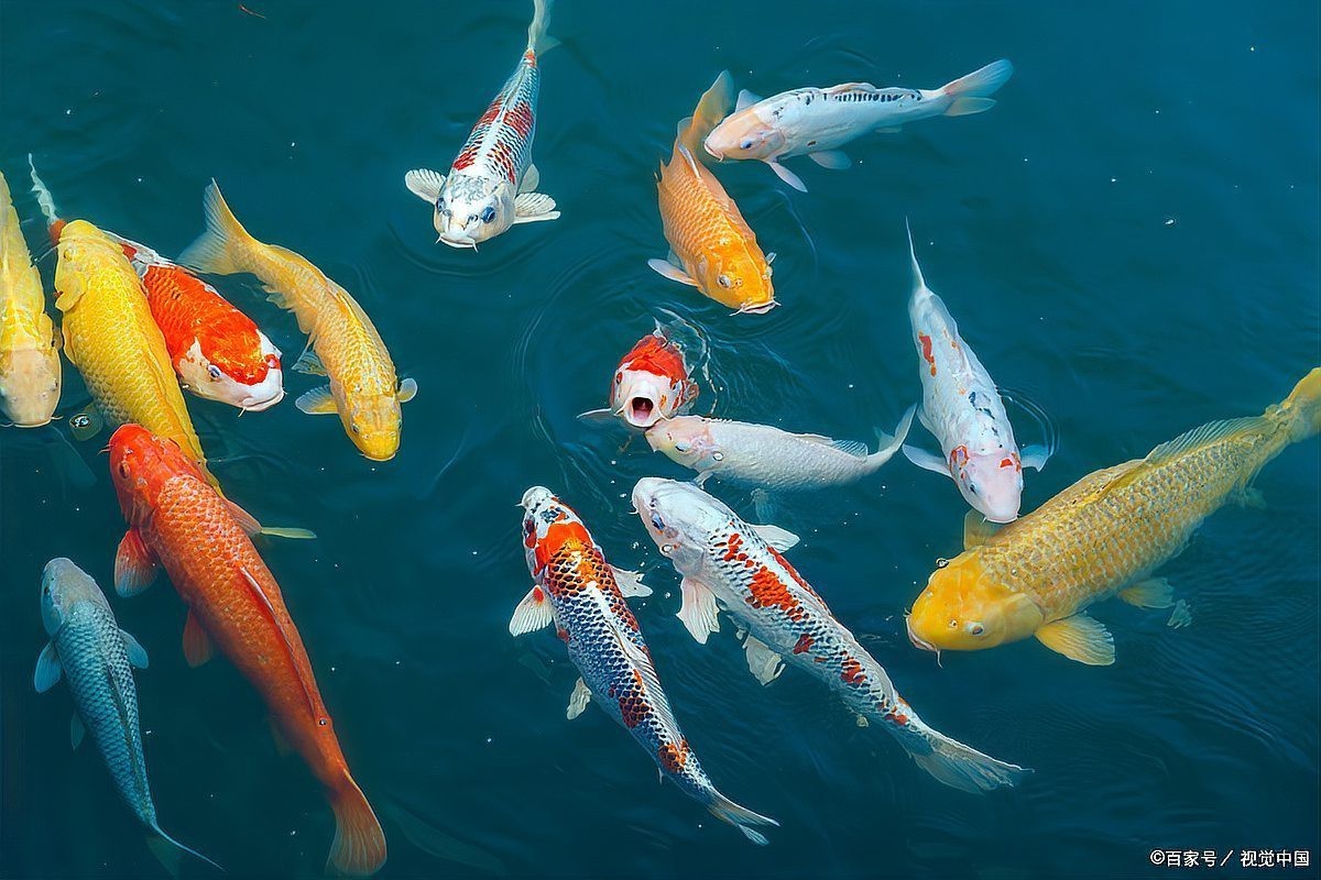 雷龍魚腸炎可以自愈嗎？【雷龍魚腸炎能不能自愈】