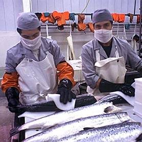 龍魚爛身病會傳染嗎？【孔雀魚爛尾全解析:五大病因揭秘與科學救治方案】 龍魚爛身病會傳染嗎？【孔雀魚爛尾全解析:五大病因揭秘與科學救治方案】 龍魚百科 第6張
