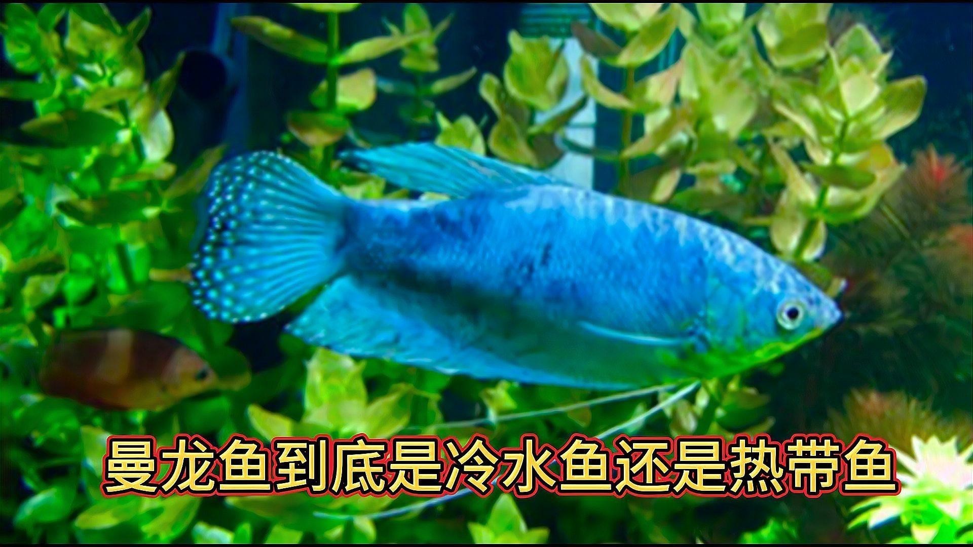 曼龍魚適合什么環境？【曼龍魚適合的養殖環境】