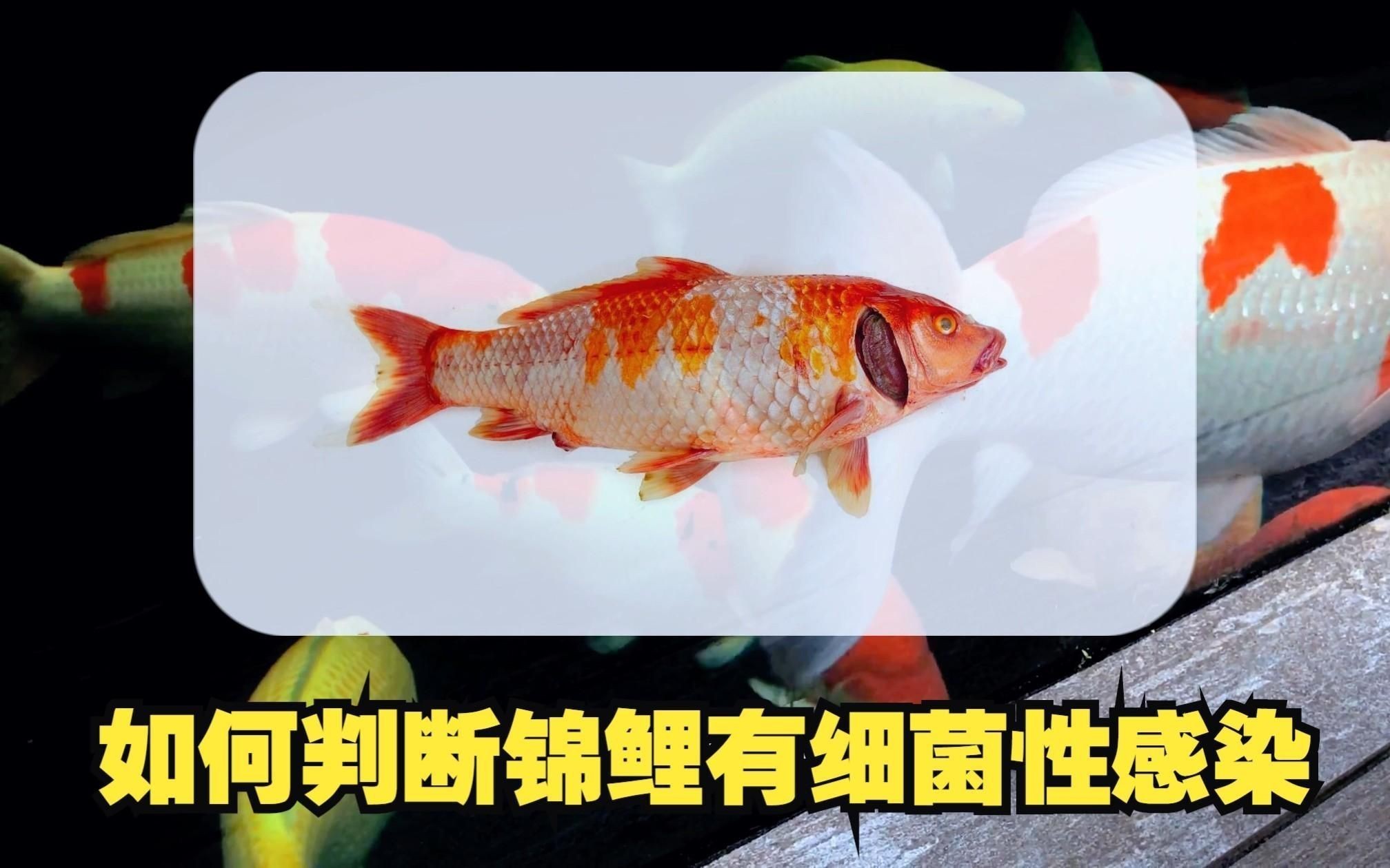 如何判斷觀賞魚是否感染？【如何判斷觀賞魚是否感染】
