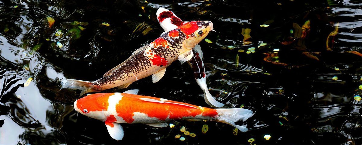 龍魚和錦鯉哪個更長壽？【龍魚和錦鯉哪個更長壽】 龍魚和錦鯉哪個更長壽？【龍魚和錦鯉哪個更長壽】 龍魚百科 第3張
