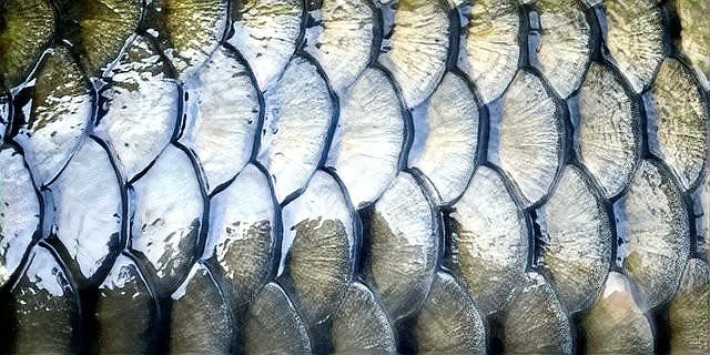 龍魚和錦鯉哪個更長壽？【龍魚和錦鯉哪個更長壽】 龍魚和錦鯉哪個更長壽？【龍魚和錦鯉哪個更長壽】 龍魚百科 第6張