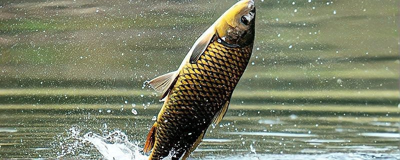 龍魚和錦鯉哪個更長壽？【龍魚和錦鯉哪個更長壽】 龍魚和錦鯉哪個更長壽？【龍魚和錦鯉哪個更長壽】 龍魚百科 第4張