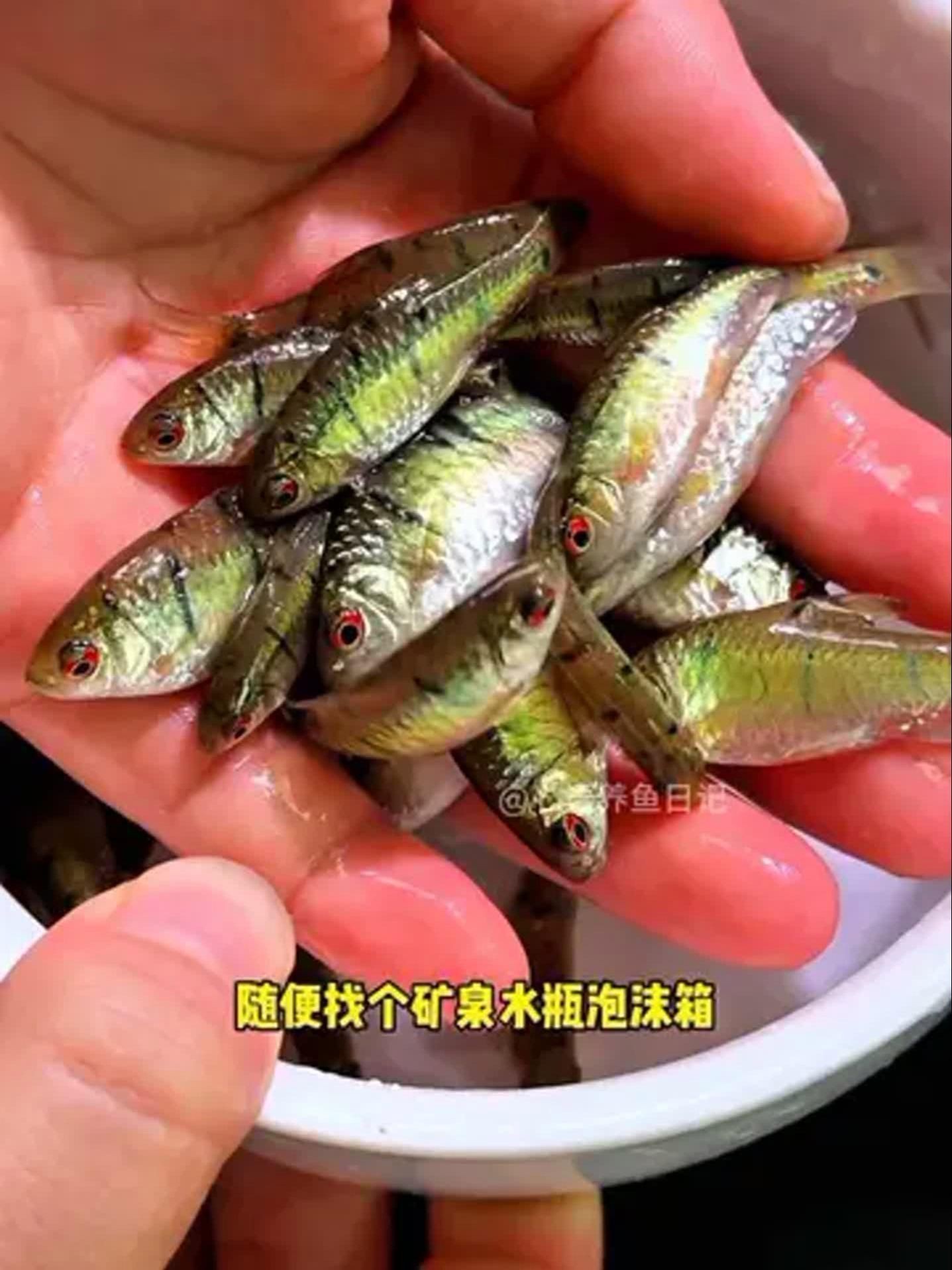 可以混養的小型冷水魚【小型冷水魚適合混養的小型冷水魚推薦及搭配建議】