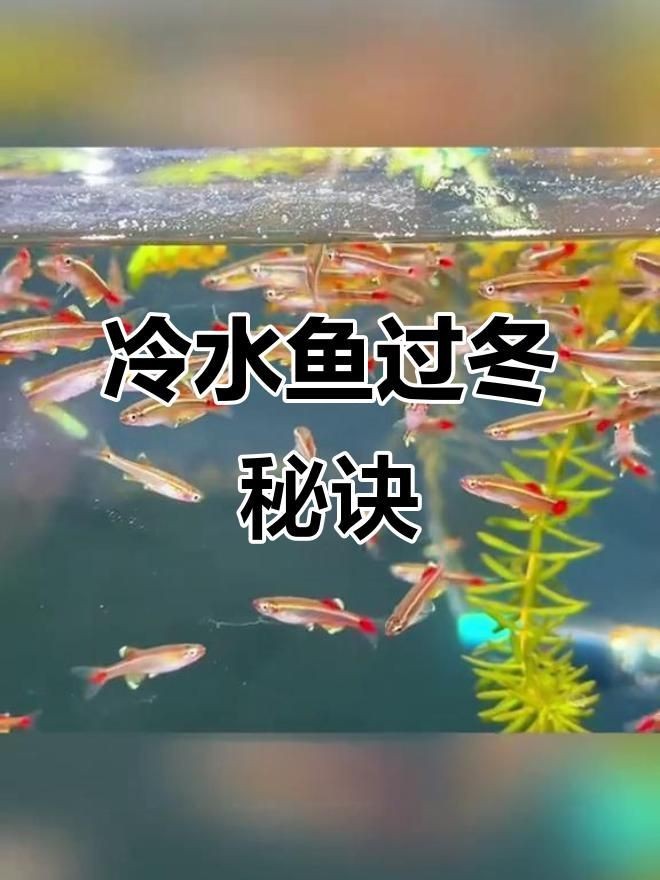 可以混養(yǎng)的小型冷水魚(yú)【小型冷水魚(yú)適合混養(yǎng)的小型冷水魚(yú)推薦及搭配建議】