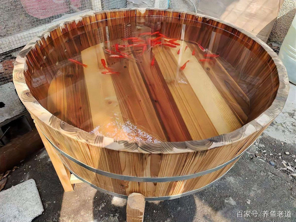 老式水缸養魚正確方法【農村老水缸如何養魚】