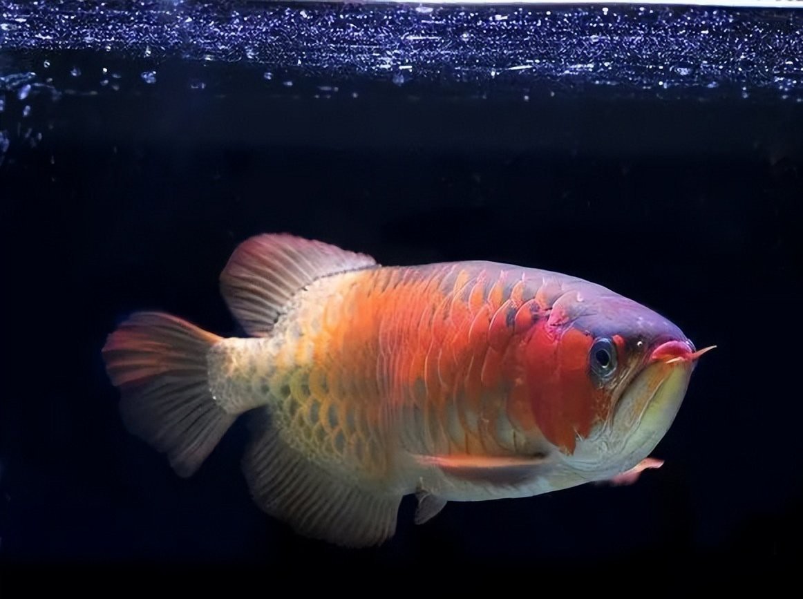 福龍魚為何沒人養了【曾經風靡一時的福龍魚，如今卻逐漸無人問津】