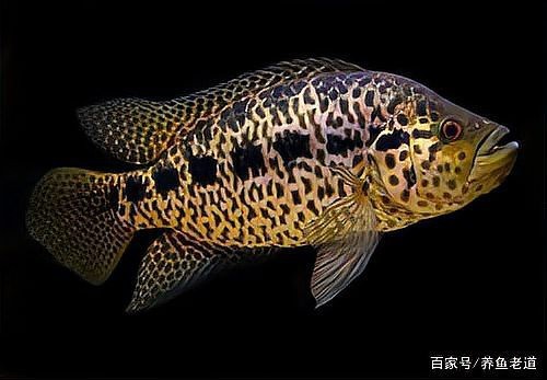 福龍魚為何沒人養了【曾經風靡一時的福龍魚，如今卻逐漸無人問津】