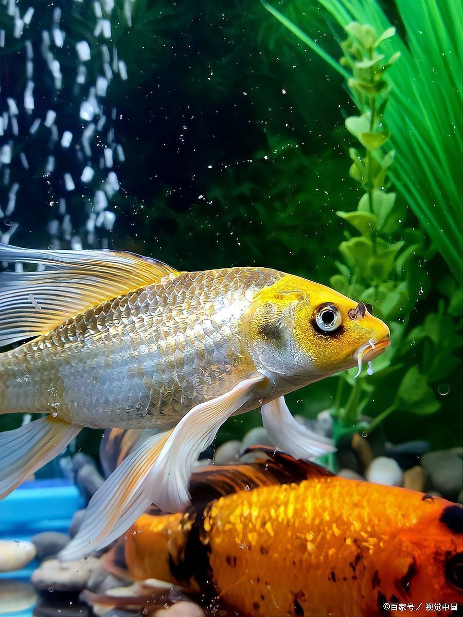 魚身體上長白色絮狀物【魚身上有白色絮狀物是什么原因】 魚身體上長白色絮狀物【魚身上有白色絮狀物是什么原因】 龍魚論壇 第2張