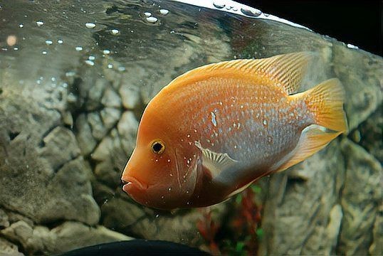 紅龍魚不吃東西能堅持多長【紅龍魚不吃東西能堅持多久】 紅龍魚不吃東西能堅持多長【紅龍魚不吃東西能堅持多久】 龍魚論壇 第11張