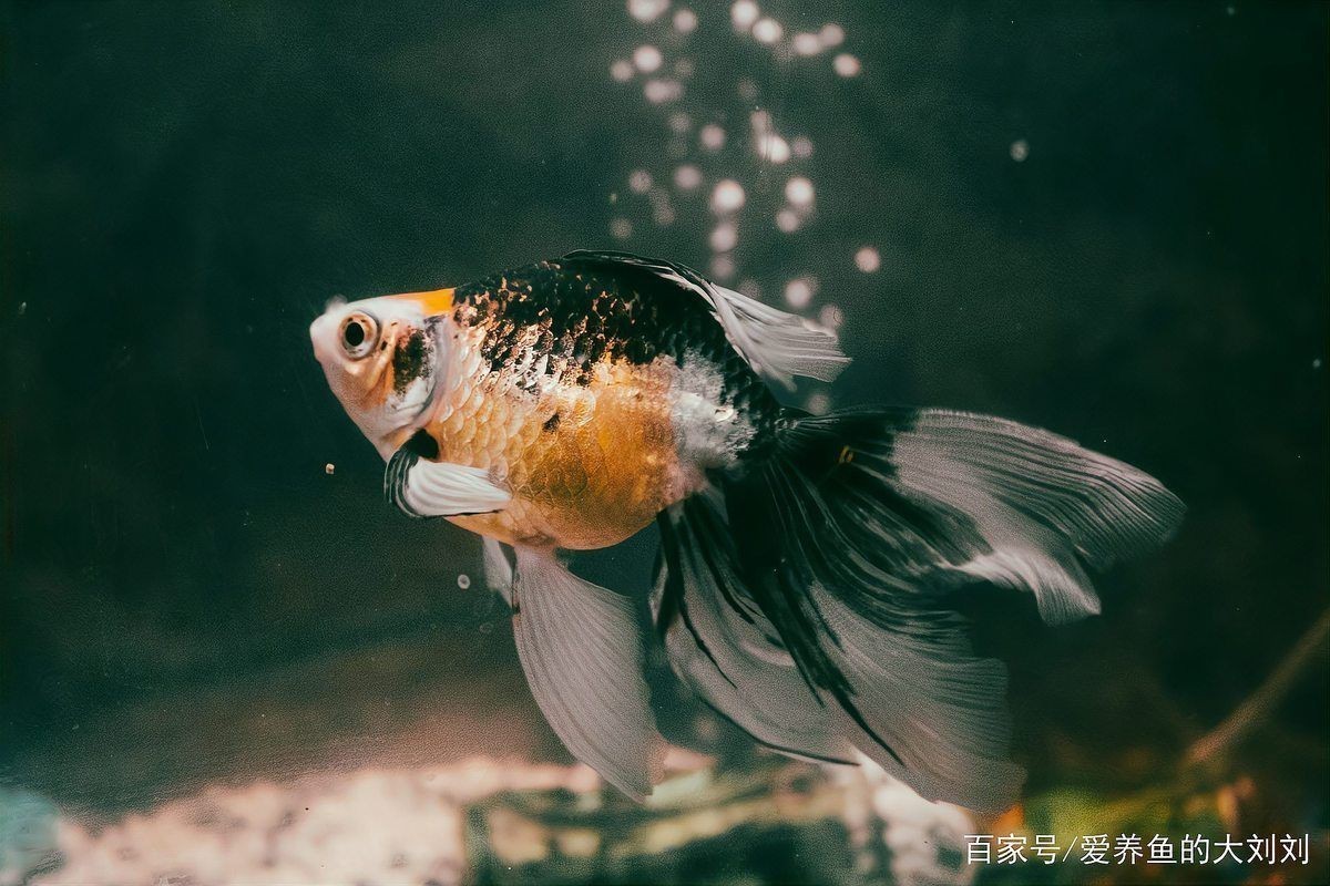 紅龍魚不吃東西能堅持多長【紅龍魚不吃東西能堅持多久】 紅龍魚不吃東西能堅持多長【紅龍魚不吃東西能堅持多久】 龍魚論壇 第9張