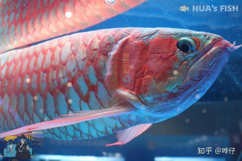 清流水族店【清流水族店——水族世界的奇妙角落】