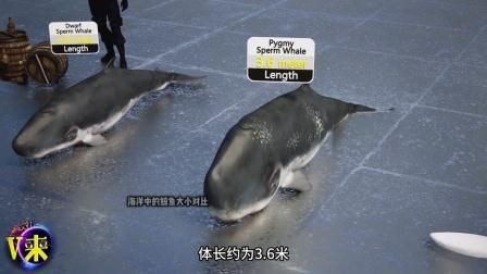鯨魚體型大小排名【揭秘十大體型最大的鯨魚大小對(duì)比誰最大優(yōu)酷視頻揭秘】