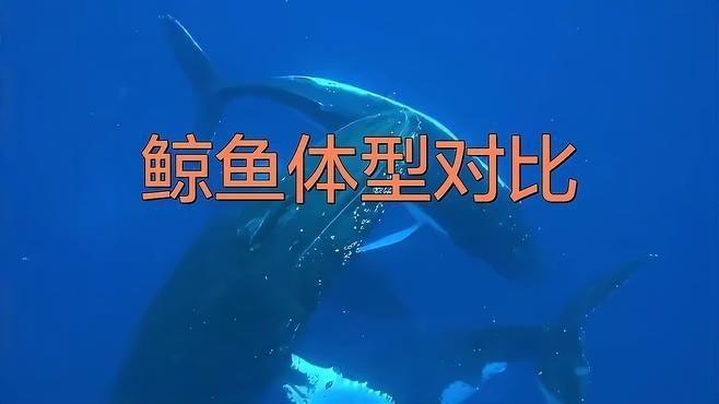 鯨魚體型大小排名【揭秘十大體型最大的鯨魚大小對(duì)比誰最大優(yōu)酷視頻揭秘】