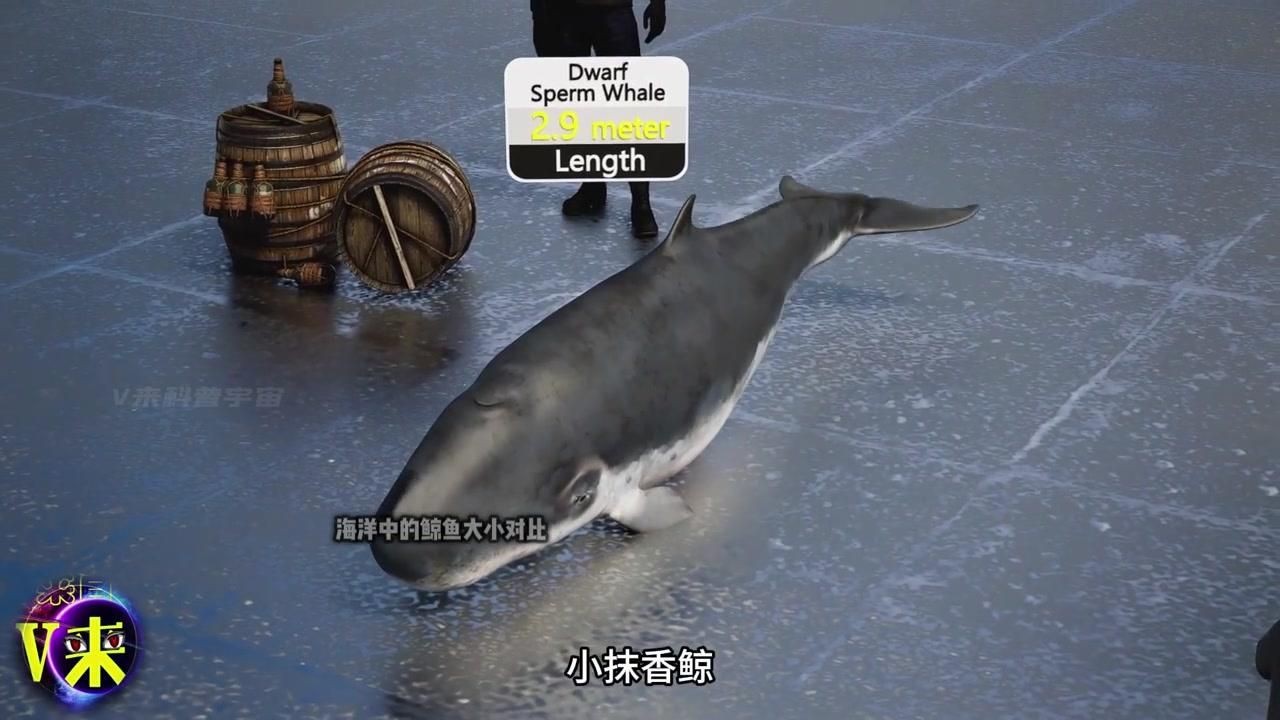 鯨魚體型大小排名【揭秘十大體型最大的鯨魚大小對比誰最大優酷視頻揭秘】
