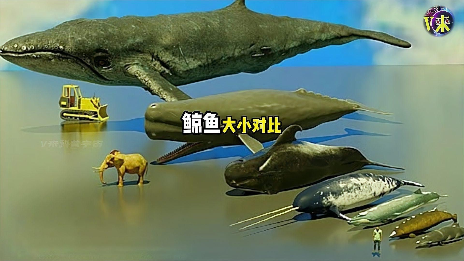 鯨魚體型大小排名【揭秘十大體型最大的鯨魚大小對比誰最大優酷視頻揭秘】