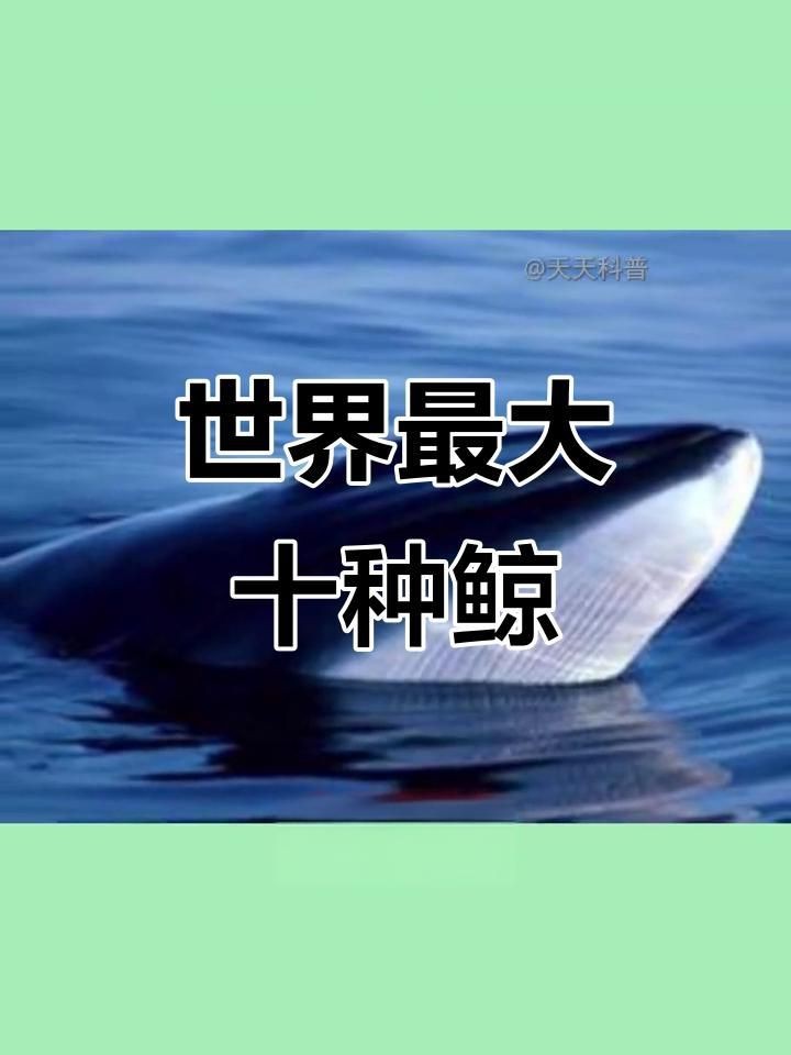 鯨魚體型大小排名【揭秘十大體型最大的鯨魚大小對比誰最大優酷視頻揭秘】