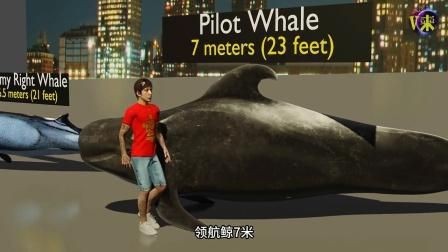 鯨魚體型大小排名【揭秘十大體型最大的鯨魚大小對比誰最大優酷視頻揭秘】
