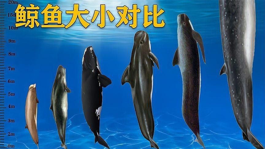 鯨魚體型大小排名【揭秘十大體型最大的鯨魚大小對比誰最大優酷視頻揭秘】