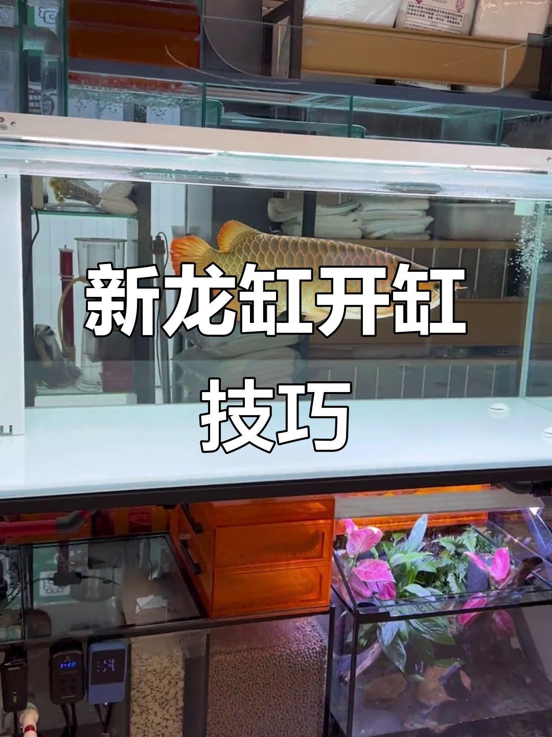 龍魚魚缸需要哪些基礎(chǔ)設(shè)備？【20多萬的龍魚,魚缸里用的都是什么水族設(shè)備微博龍魚新缸開缸】