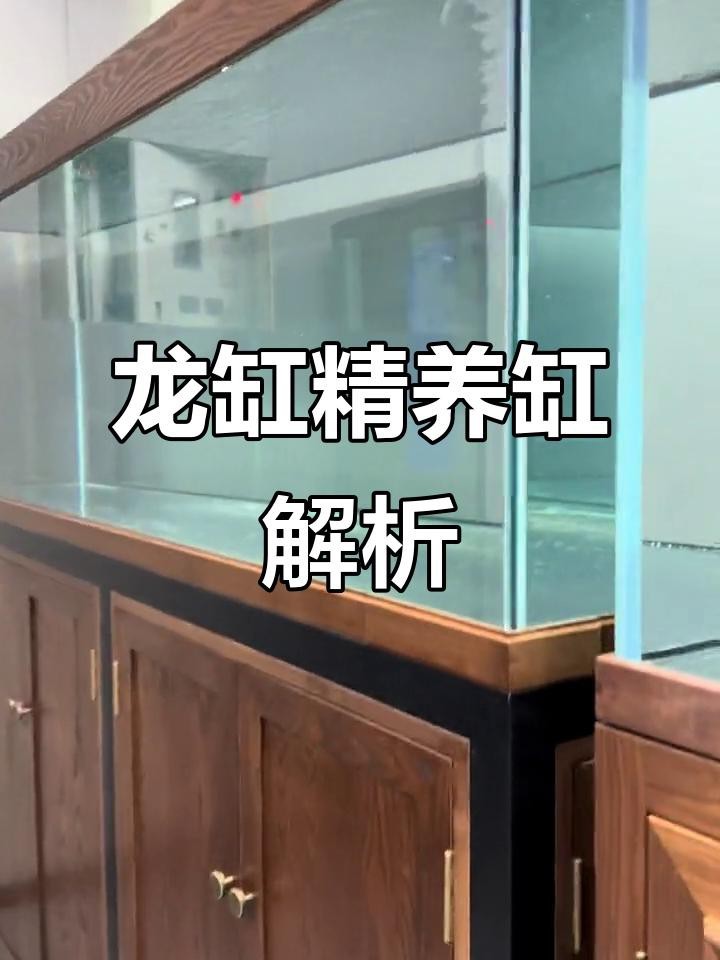 龍魚魚缸需要哪些基礎設備？【20多萬的龍魚,魚缸里用的都是什么水族設備微博龍魚新缸開缸】