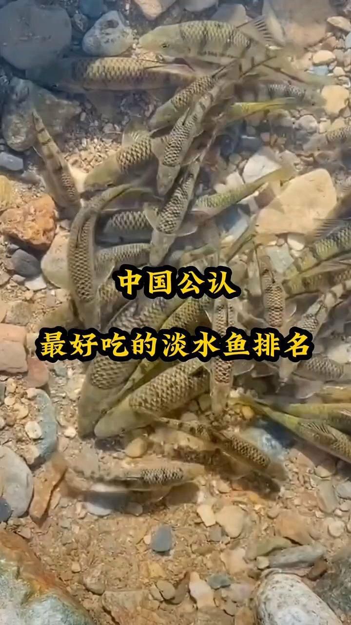 十大名魚【十大淡水魚排行榜，味道都極為鮮美】 十大名魚【十大淡水魚排行榜，味道都極為鮮美】 龍魚百科 第1張
