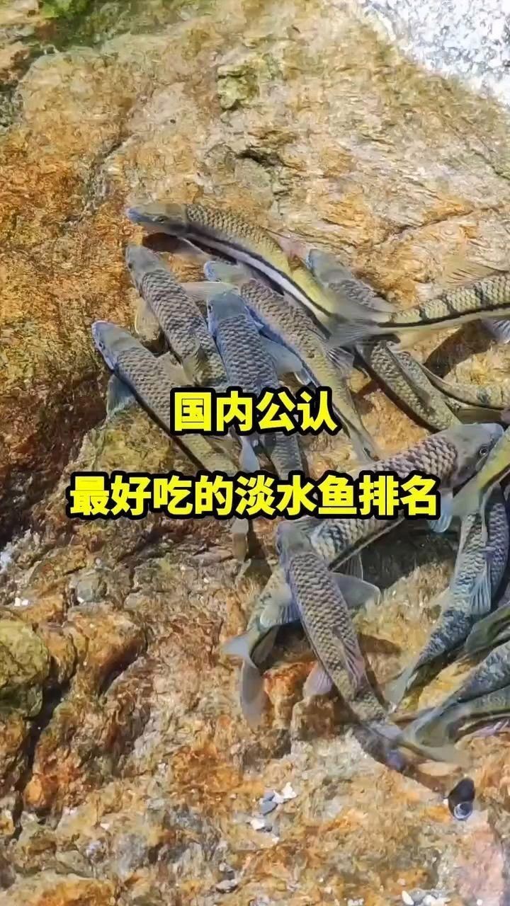 十大名魚【十大淡水魚排行榜，味道都極為鮮美】 十大名魚【十大淡水魚排行榜，味道都極為鮮美】 龍魚百科 第2張