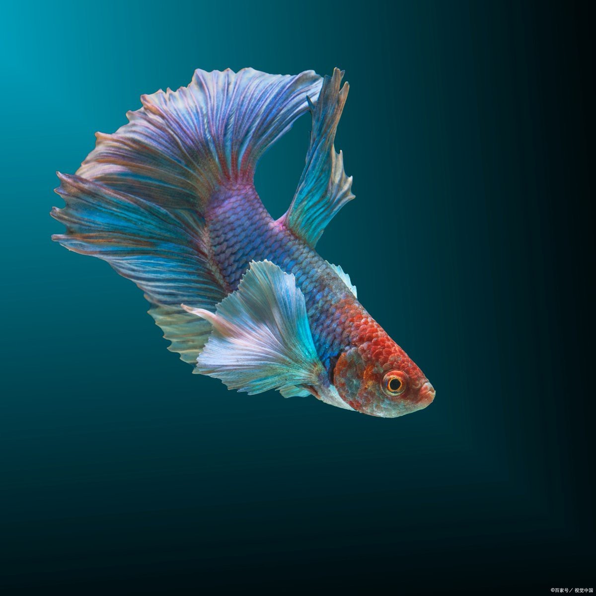 斗魚卵多久孵化【斗魚卵的孵化時間因素而異**】 斗魚卵多久孵化【斗魚卵的孵化時間因素而異**】 龍魚論壇 第1張