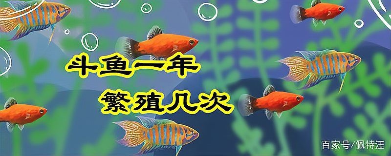 斗魚卵多久孵化【斗魚卵的孵化時間因素而異**】 斗魚卵多久孵化【斗魚卵的孵化時間因素而異**】 龍魚論壇 第3張