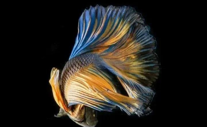 斗魚卵多久孵化【斗魚卵的孵化時間因素而異**】 斗魚卵多久孵化【斗魚卵的孵化時間因素而異**】 龍魚論壇 第5張